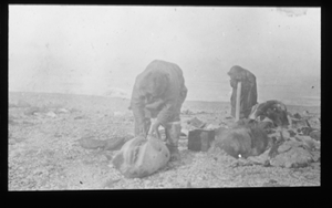 Image of Butchering a seal [Kuraluk butchering, Helen? looking on]